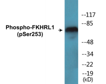Western blot analysis of extracts from LOVO cells treated with serum 20% 30', using FKHRL1 (Phospho-Ser253) Antibody.