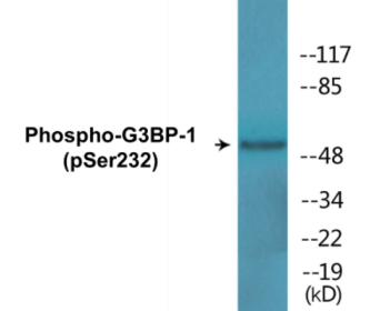 Western blot analysis of extracts from HeLa cells, using G3BP-1 (Phospho-Ser232) Antibody.
