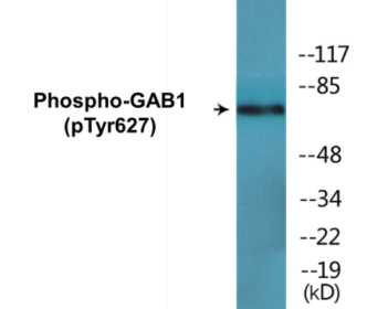 Western blot analysis of extracts from HuvEc cells treated with EGF 200ng/ml 10', using GAB1 (Phospho-Tyr627) Antibody.