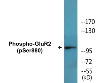 Western blot analysis of extracts from mouse brain, using GluR2 (Phospho-Ser880) Antibody.