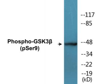 Western blot analysis of extracts from HeLa cells treated with EGF, using GSK3 beta (Phospho-Ser9) Antibody.
