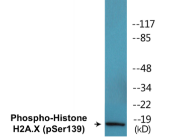 Western blot analysis of extracts from 293 cells treated with heat shock, using Histone H2A.X (Phospho-Ser139) Antibody.