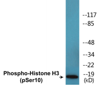 Western blot analysis of extracts from NIH/3T3 cells and HepG2 cells, using Histone H3.1 (Phospho-Ser10) Antibody.