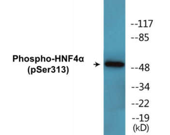 Western blot analysis of extracts from HuvEc cells treated with EGF 200ng/ml 30', using HNF4 alpha (Phospho-Ser313) Antibody.
