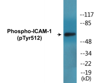 Western blot analysis of extracts from HeLa cells treated with TNF-alpha 20ng/ml 5', using ICAM-1 (Phospho-Tyr512) Antibody.