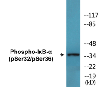 Western blot analysis of extracts from COS7 cells, using IkappaB-alpha (Phospho-Ser32/Ser36) Antibody.