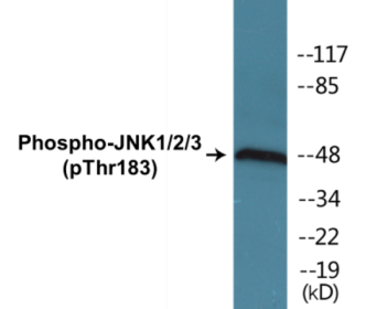 Western blot analysis of extracts from 293 cells treated with UV 5', using JNK1/2/3 (Phospho-Thr183+Tyr185) Antibody.