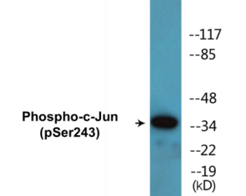 Western blot analysis of extracts from HeLa cells treated with UV, using c-Jun (Phospho-Ser243) Antibody.