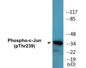 Western blot analysis of extracts from HeLa cells treated with UV, using c-Jun (Phospho-Thr239) Antibody.