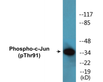 Western blot analysis of extracts from HeLa cells treated with UV, using c-Jun (Phospho-Thr91) Antibody.