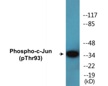 Western blot analysis of extracts from HeLa cells treated with UV, using c-Jun (Phospho-Thr93) Antibody.