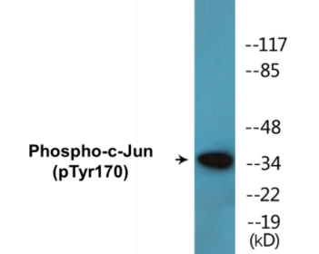 Western blot analysis of extracts from HeLa cells treated with UV, using c-Jun (Phospho-Tyr170) Antibody.