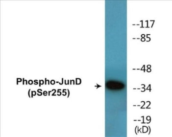 Western blot analysis of extracts from 293 cells treated with Forskolin, using JunD (Phospho-Ser255) Antibody.