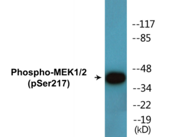 Western blot analysis of extracts from 293 cells treated with PMA 125ng/ml 30', using MEK1/2 (Phospho-Ser217) Antibody.