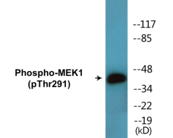 Western blot analysis of extracts from K562 cells, using MEK1 (Phospho-Thr291) Antibody.