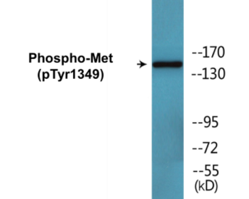 Western blot analysis of extracts from HepG2 cells, using Met (Phospho-Tyr1349) Antibody.