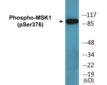 Western blot analysis of extracts from HuvEc cells treated with PMA 125ng/ml 30', using MSK1 (Phospho-Ser376) Antibody.