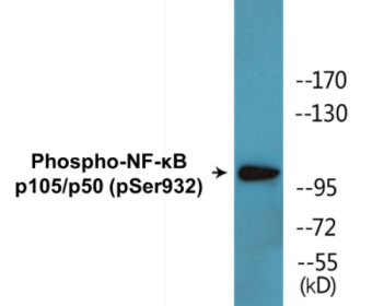 Western blot analysis of extracts from HeLa cells treated with CA+TNF 20ng/ml 10', using NF-kappaB p105/p50 (Phospho-Ser932) Antibody.