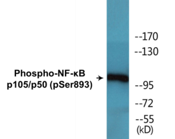 Western blot analysis of extracts from HeLa cells, using NF-kappaB p105/p50 (Phospho-Ser893) Antibody.