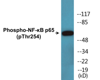 Western blot analysis of extracts from 293 cells treated with TNF-alpha, using NF-kappaB p65 (Phospho-Thr254) Antibody.