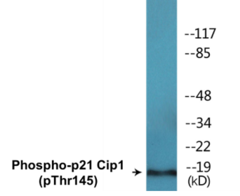 Western blot analysis of extracts from HeLa cells treated with EGF, using p21 Cip1 (Phospho-Thr145) Antibody.