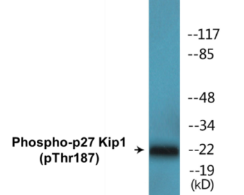 Western blot analysis of extracts from HeLa cells treated with EGF or IFN-α, using p27 Kip1 (Phospho-Thr187) Antibody.