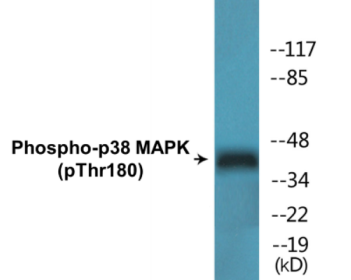 Western blot analysis of extracts from 293 cells and COS7 cells, using p38 MAPK (Phospho-Thr180) Antibody.