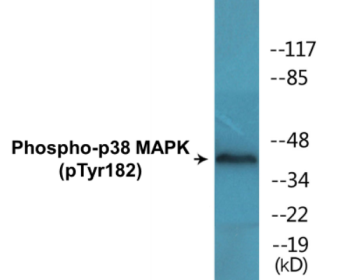 Western blot analysis of extracts from RAW264.7 cells and 293 cells, using p38 MAPK (Phospho-Tyr182) Antibody.