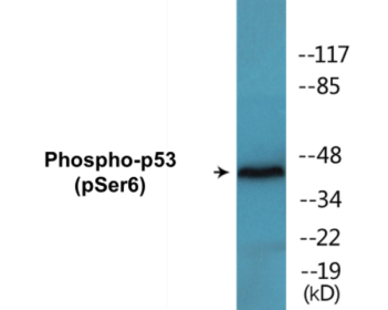Western blot analysis of extracts from COS7 cells treated with H2O2 100uM 30', using p53 (Phospho-Ser6) Antibody.