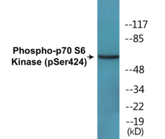 Western blot analysis of extracts from A549 cells treated with PMA 125ng/ML 30', using p70 S6 Kinase (Phospho-Ser424) Antibody.