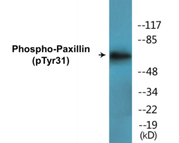 Western blot analysis of extracts from HeLa cells treated with TNF 200ng/ml 2', using Paxillin (Phospho-Tyr31) Antibody.
