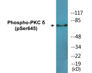Western blot analysis of extracts from COS7 cells and A549 cells, using PKC delta (Phospho-Ser645) Antibody.
