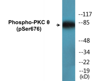 Western blot analysis of extracts from Jurkat cells treated with PMA 200nM 30', using PKC thet (Phospho-Ser676) Antibody.