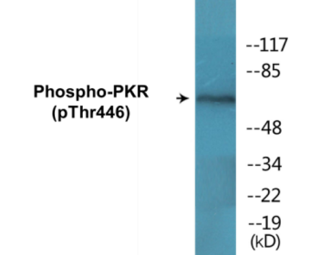 Western blot analysis of extracts from NIH-3T3 cells treated with IFN 2500U/ml 30', using PKR (Phospho-Thr446) Antibody.