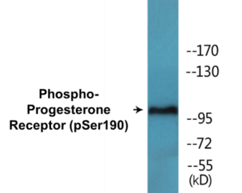Western blot analysis of extracts from COS7 cells treated with EGF, using Progesterone Receptor (Phospho-Ser190) Antibody.