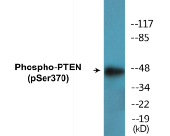 Western blot analysis of extracts from HeLa cells treated with Vanadate, using PTEN (Phospho-Ser370) Antibody.