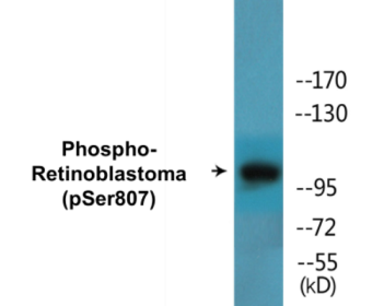 Western blot analysis of extracts from K562 cells treated with serum 10%, using Retinoblastoma (Phospho-Ser807) Antibody.