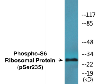Western blot analysis of extracts from 293 cells treated with serum 10% 15', using S6 Ribosomal Protein (Phospho-Ser235) Antibody.