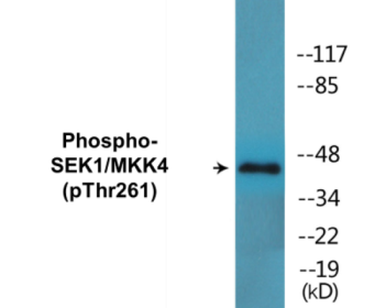 Western blot analysis of extracts from 293 cells treated with UV 15', using SEK1/MKK4 (Phospho-Thr261) Antibody.