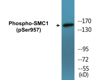 Western blot analysis of extracts from HuvEc cells treated with EGF 200ng/ml 5'/HeLa cells treated with EGF 200ng/ml 15', using SMC1 (Phospho-Ser957) Antibody.