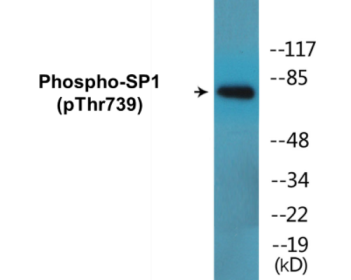 Western blot analysis of extracts from COS7 cells treated with serum 20% 15', using SP1 (Phospho-Thr739) Antibody.