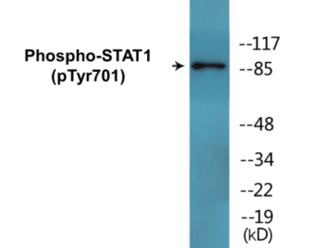 Western blot analysis of extracts from COS7 cells, using STAT1 (Phospho-Tyr701) Antibody.