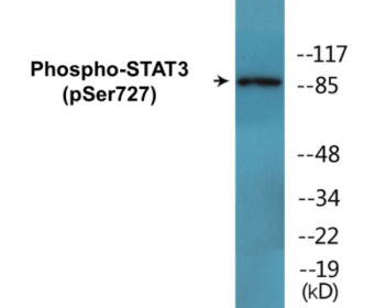 Western blot analysis of extracts from COS7 cells, using STAT3 (Phospho-Ser727) Antibody.