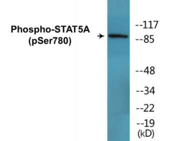 Western blot analysis of extracts from HeLa cells, using STAT5A (Phospho-Ser780) Antibody.