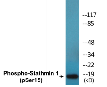 Western blot analysis of extracts from 293 cells, using Stathmin 1 (Phospho-Ser15) Antibody.