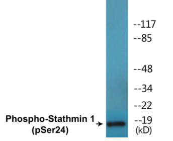 Western blot analysis of extracts from Jurkat cells treated with PMA 1ng/ml 15', using Stathmin 1 (Phospho-Ser24) Antibody.