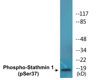 Western blot analysis of extracts from HeLa cells treated with nocodazole, using Stathmin 1 (Phospho-Ser37) Antibody.