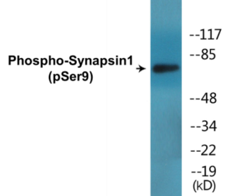 Western blot analysis of extracts from 293 cells treated with PMA 200nM 30', using Synapsin (Phospho-Ser9) Antibody.