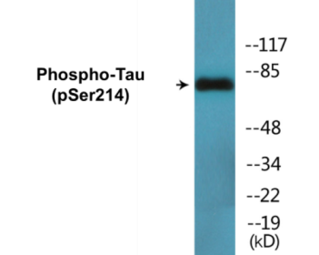 Western blot analysis of extracts from HeLa cells, using Tau (Phospho-Ser214) Antibody.