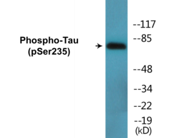 Western blot analysis of extracts from HuvEc cells, using Tau (Phospho-Ser235) Antibody.